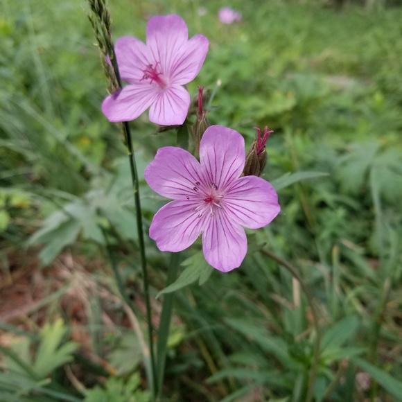 Chanel Billiman - Poshmark Profile Picture of Chanel Billiman (@chanelbilliman) on Poshmark