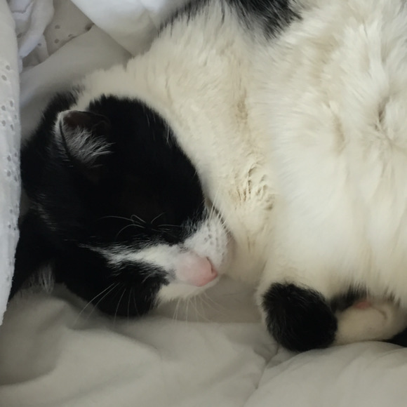 Profile Picture of Kat Distinti (@kitty737) on Poshmark