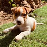 Profile Picture of 𝐀𝐧𝐧𝐞𝐭𝐭𝐞 🐾 (@annette_jack_russell) on Instagram