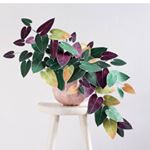 Profile Picture of Plants shop/Кімнатні Рослини (@kimnatniroslyny) on Instagram