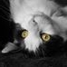 Profile Picture of Merlin Coates (@Merlin-Coates) on Facebook