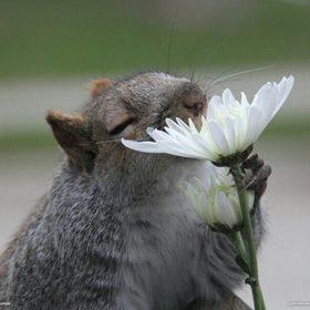 Profile Picture of Samantha Farley (@gerberga) on Pinterest