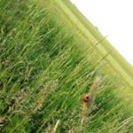 Profile Picture of Lisa (@tagesmutterlisa) on Instagram