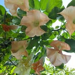 Profile Picture of Kris Chou (@siuah.chou) on Facebook