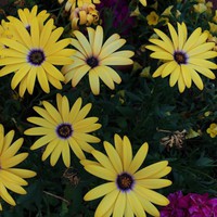 Profile Picture of Isabelle Mcdonald (@isabelle-mcdonald-12) on Quora