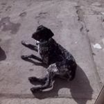 Profile Picture of David Bonvicini (@davidbonvicini) on Instagram