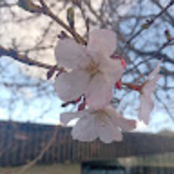 Profile Picture of Kim Yang (@kimyg595) on Poshmark