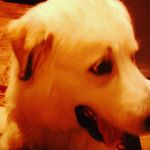 Profile Picture of Chris Midkiff (@midkiff.chris) on Instagram