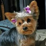 Profile Picture of Steven Pickens (@hottrod1717) on Instagram