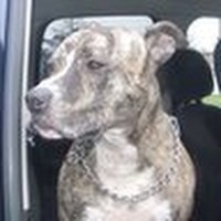 Profile Picture of Steven Mercurio (@steven-mercurio-2) on Quora