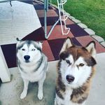 Profile Picture of Leah Foster (@husky_bros2) on Instagram