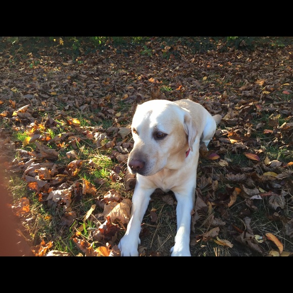 Profile Picture of Lisa Manzolillo (@lmanzolillo) on Poshmark