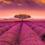 Profile Picture of Ginny Simpson (@jtiggergas) on Instagram