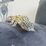 Profile Picture of alex hutcheson (@hutchy.cat) on Instagram