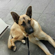 Profile Picture of Ricky Nguyen (@signetninja) on Youtube