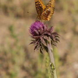 Profile Picture of Dawn Morrow (@dream2451) on Twitter