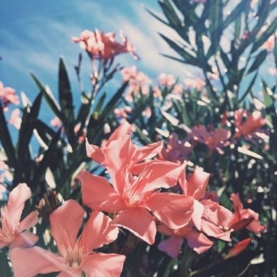 Profile Picture of Jankovic Daniel (@JankovicDaniel4) on Twitter