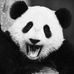 Profile Picture of Peter Pender (@peter.panda.946954) on Facebook