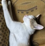 Profile Picture of Whité Feather (@Whité-Feather) on Facebook