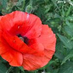 Profile Picture of Treena Collins (@treena.collins) on Instagram