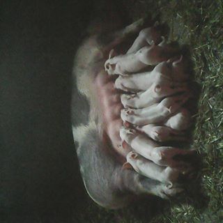 Profile Picture of Petar Olarcyk (@petar.olarcyk) on Facebook