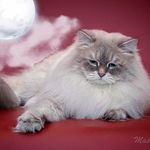 Profile Picture of Maria (@lunnaya_dymka_cattery) on Instagram