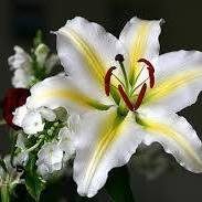 Profile Picture of Allice Desser (@allice.desser) on Facebook