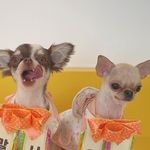 Profile Picture of 토리&탱구 (@tori_tang_) on Instagram