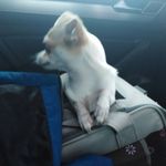Profile Picture of Kevin-Michael Zell-Altenburg (@hundchannel) on Instagram