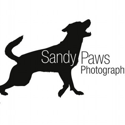 Profile Picture of Devan Atanian (@SandyPawsPhoto) on Twitter