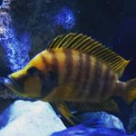 Profile Picture of Tanganyikan Cichlids by Chad (@tanganyikancichlids) on Instagram