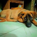 Jimmy - Instagram Profile Picture of Jimmy (@loyal.jimmy) on Instagram