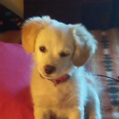 Profile Picture of Dianna Andrews (@luv2singdidoes) on Twitter