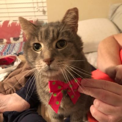 Profile Picture of Sora (@SoraTheNinjaCat) on Twitter
