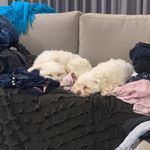 Profile Picture of Tara ramirez (@_tararamirez) on Instagram