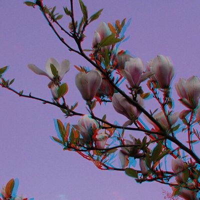 Profile Picture of Mandy Probst (@mandy_probst) on Twitter