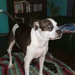 Profile Picture of Alex De B (@robertalexandredebellefeuille) on Instagram