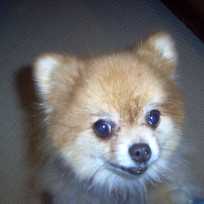 Profile Picture of Randy Lombard Jr (@RandyLombardJr) on Twitter