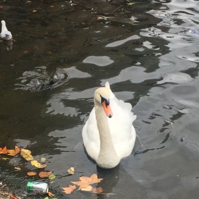 Profile Picture of Yiming Wu (@asianyiyi) on Twitter