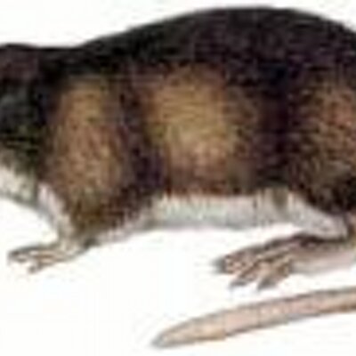 Profile Picture of Sandy Chandler (@LexisFlor) on Twitter