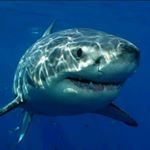 Profile Picture of brandon kuhns (@brandon_kuhns) on Instagram