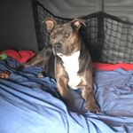 Profile Picture of Jeremy London (@london_kennel_) on Instagram