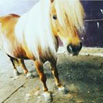 Profile Picture of elyse_puck (@elyse_postema) on Instagram