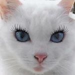 Profile Picture of patrickdespres (@patrickdespres47) on Instagram