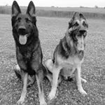 Profile Picture of Joshua Doering (@dogsunleashedokc) on Instagram