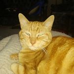 David Gesner - Instagram Profile Picture of David Gesner (@dgesner1) on Instagram