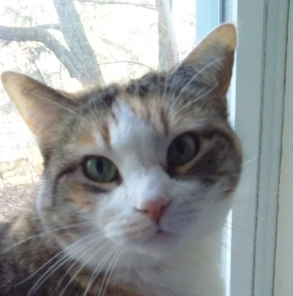 Profile Picture of Laura Doyle-doyle (@whisketsmom) on Poshmark