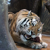 Profile Picture of Daniel Douglas (@DanielDouglas-g4u) on Youtube