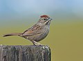 Profile Picture of Rufous-crowned sparrowon Wikipedia