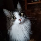 Profile Picture of Felipe Sebastian Casado Barragan (@felipesebastiancasadobarra9725) on Youtube